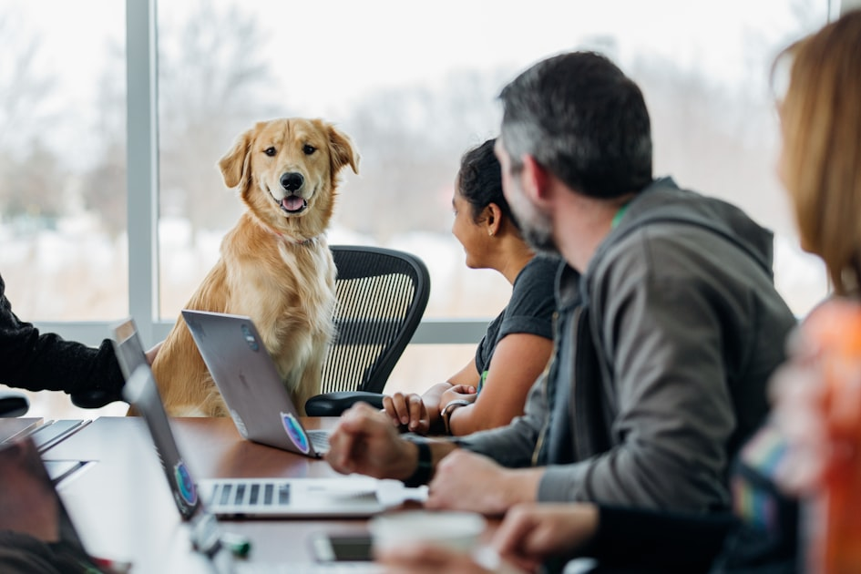 Promoting Your Desk Pets